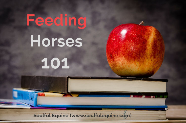 Feeding a Horse 101 by Soulful Equine