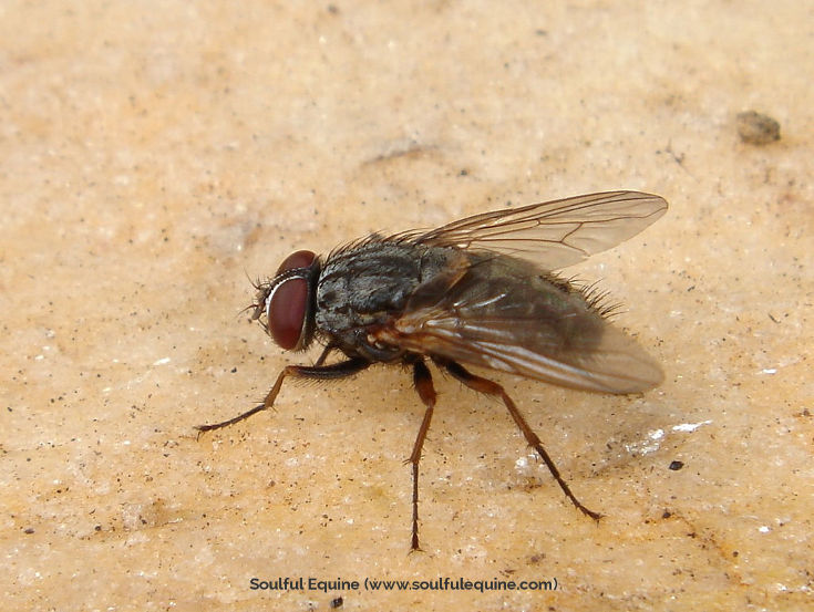Fly Predators and Organic Fly Pest Control