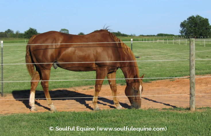 The horses of Soulful Equine