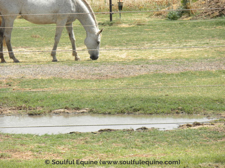 How to Use Horse Watering Behavior for Powerful Natural Boarding