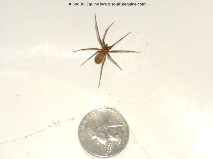 brown recluse with quarter
