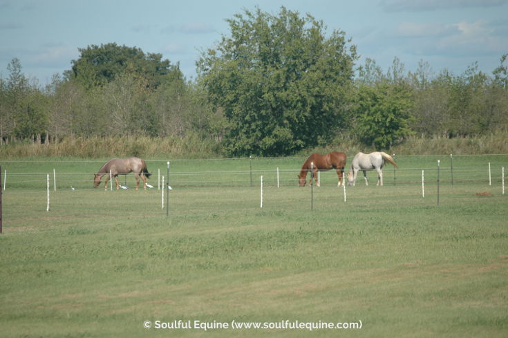 Stephanie Krahl The Horses of Soulful Equine