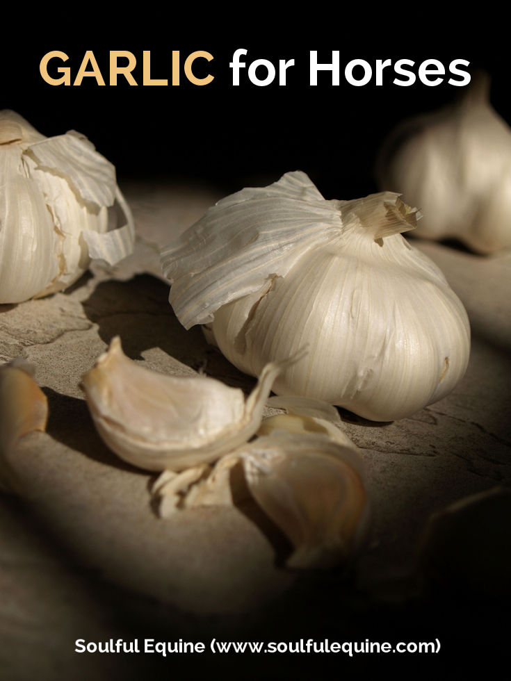 Garlic for Horses - A Natural Repellent?