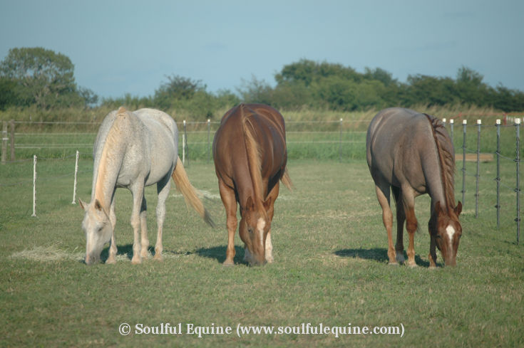 Horses of Soulful Equine