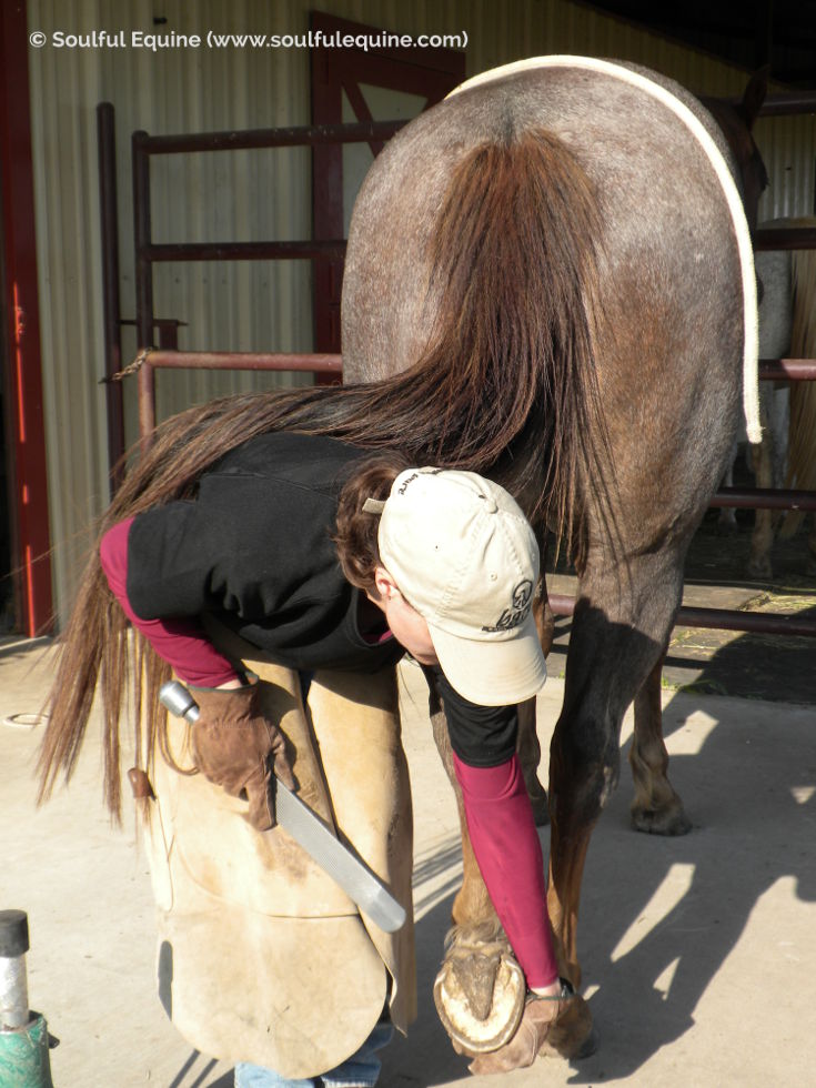 A Natural Trim On Your Barefoot Horse Is Best Performed By You