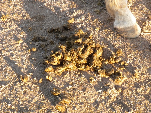 Horse Indicatoranaging Manure Fresh Horse